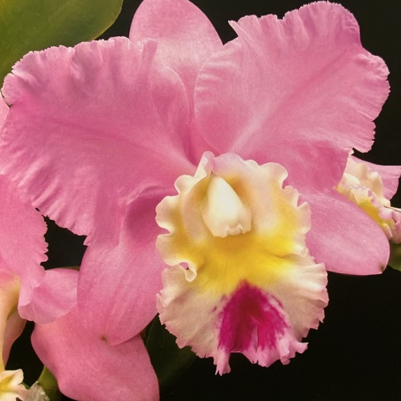 FOUR SEASONS OF ORCHIDS - Picture 4 of 10